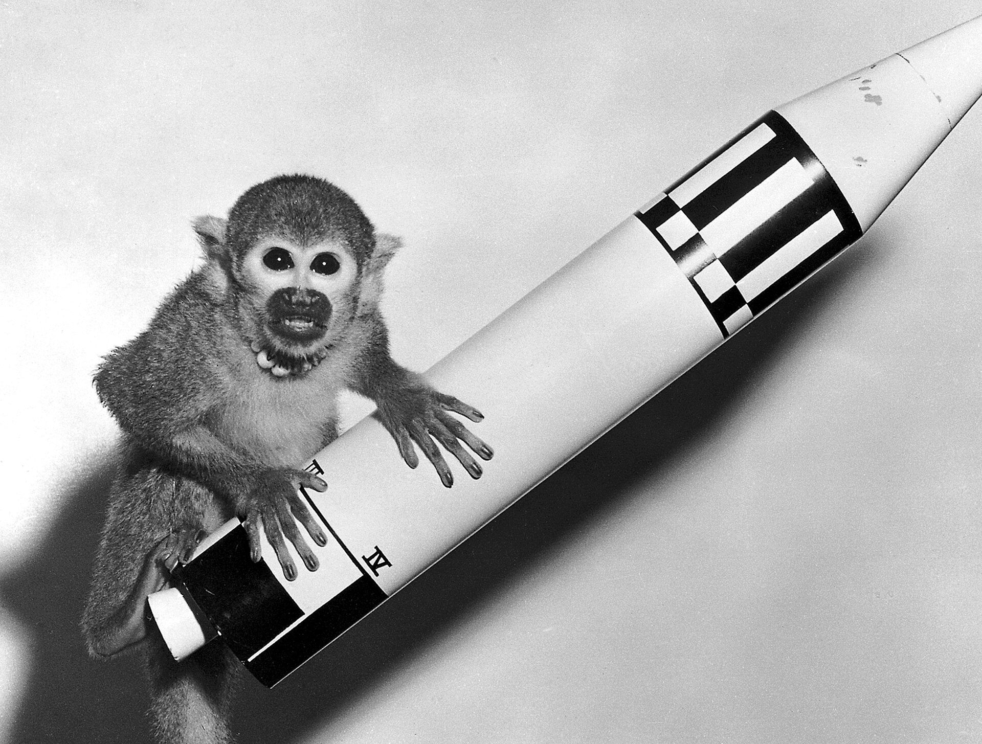 Miss Baker, one of the animals sent into space