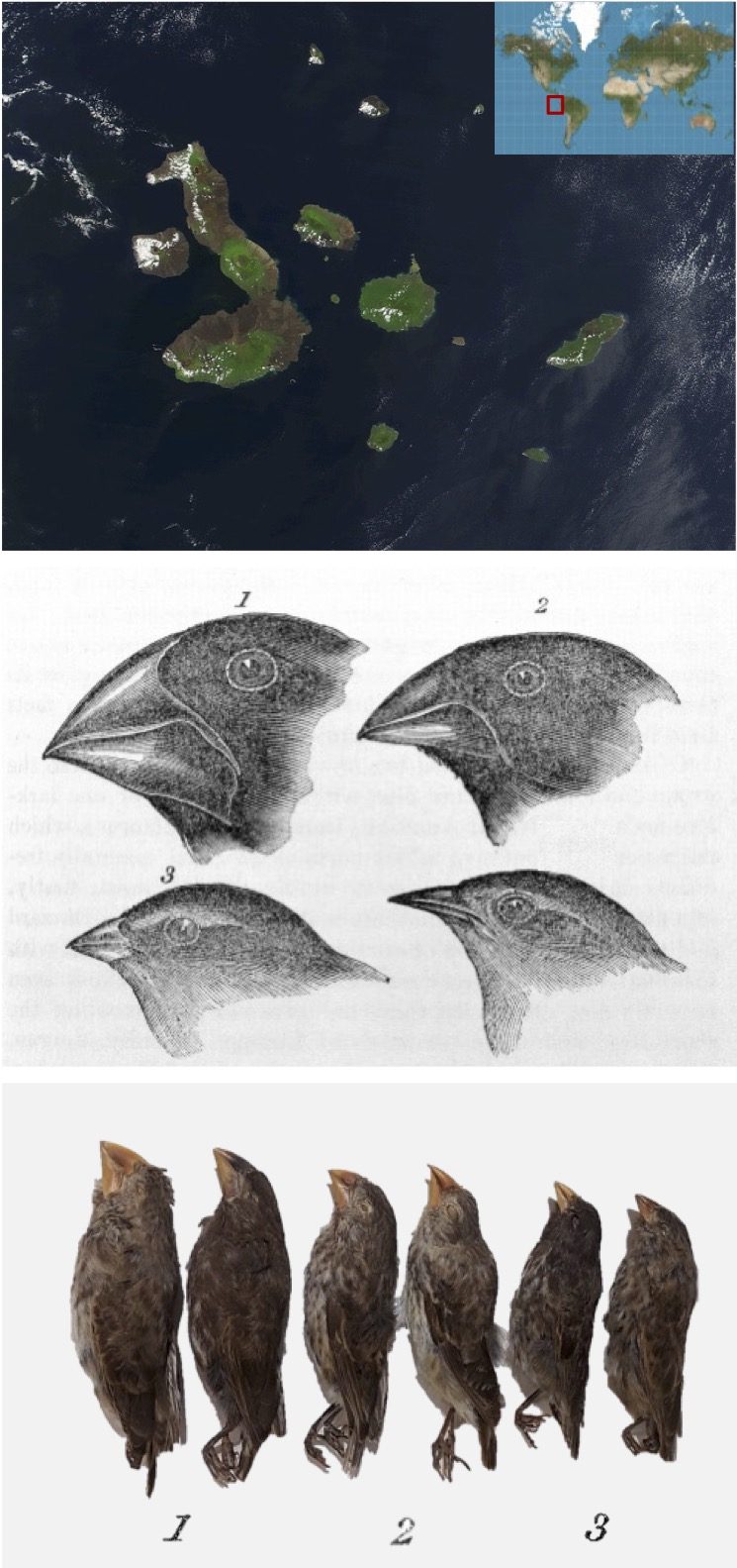 Islas Galápagos y pinzones de Darwin