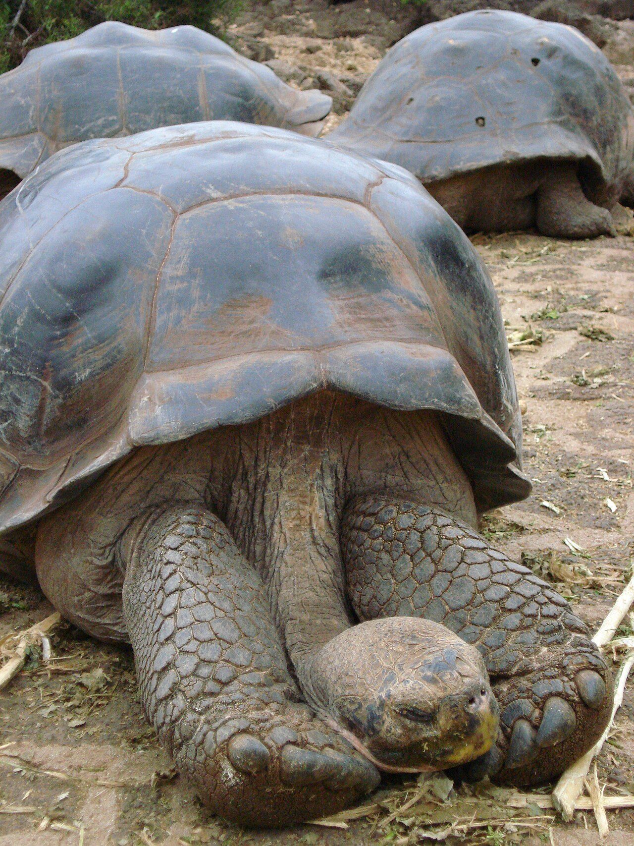 Tortuga gigante de Galápagos