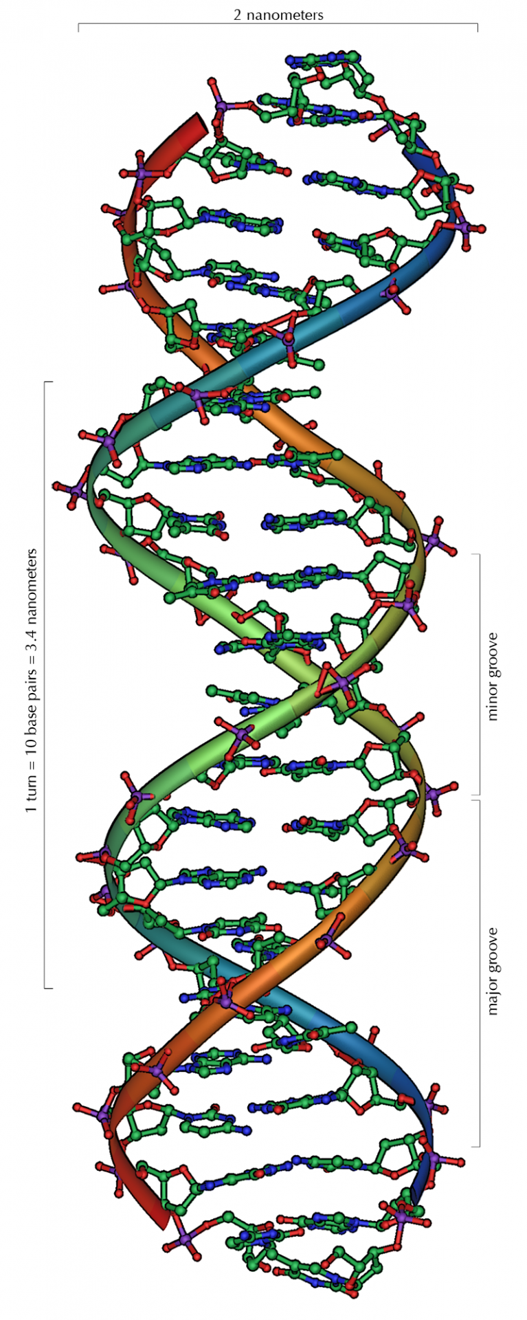 DNA overview