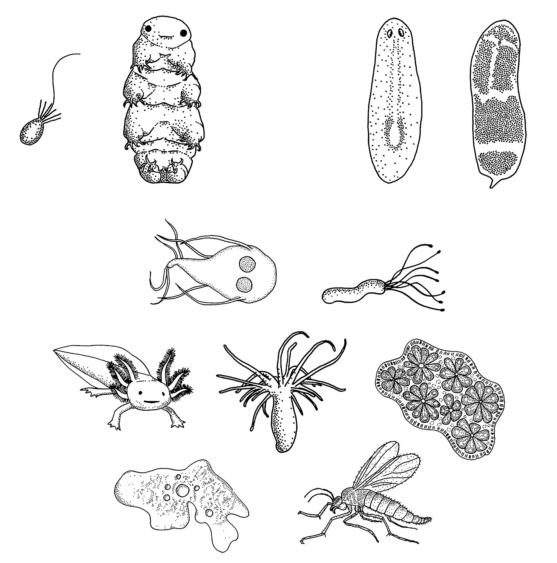 Organismos modelo emergentes en microbiología