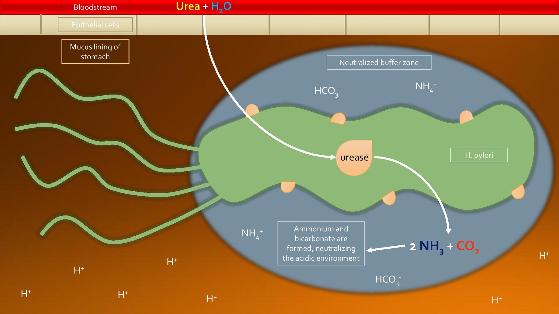 Ureasa de H. pylori y neutralización del ácido