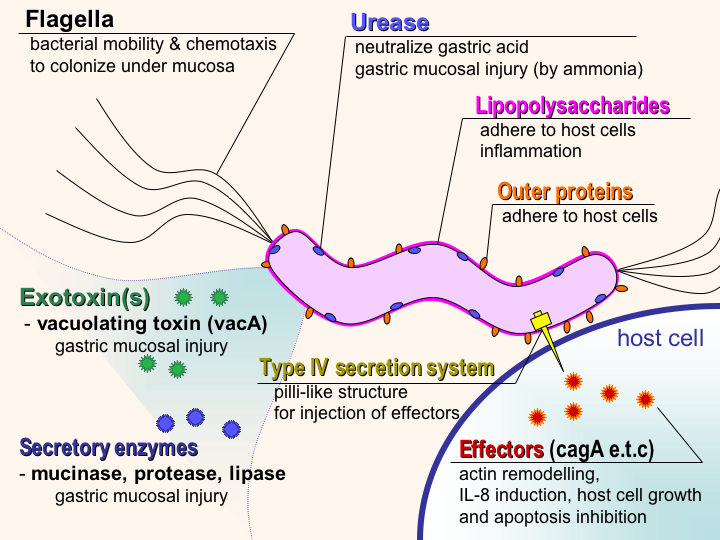 Factores de virulencia de H. pylori