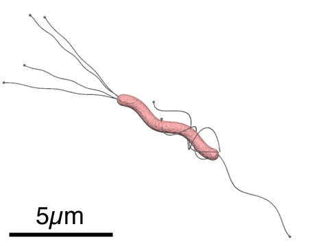 Esquema de la bacteria Helicobacter pylori