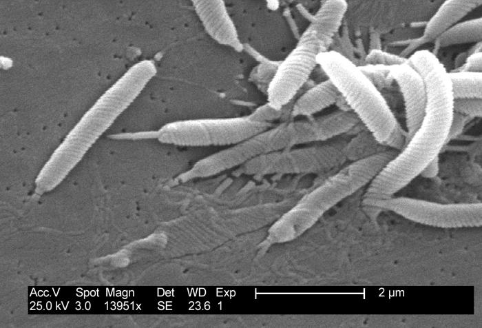Bacteria Helicobacter pylori