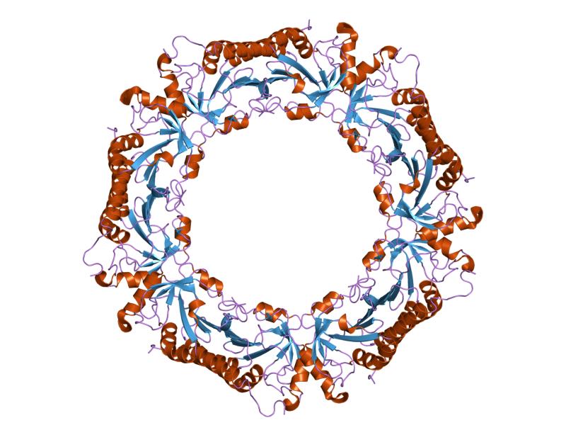 Modelo estructural de una proteína bacteriana