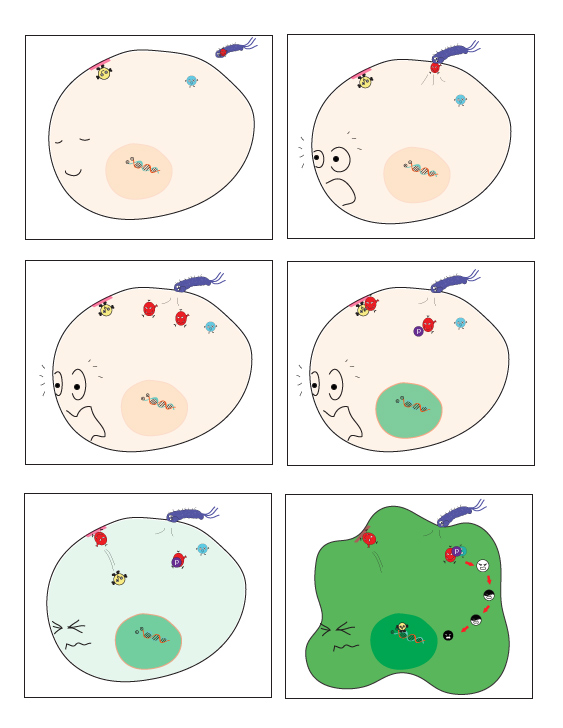 Mecanismo oncogénico asociado a H. pylori