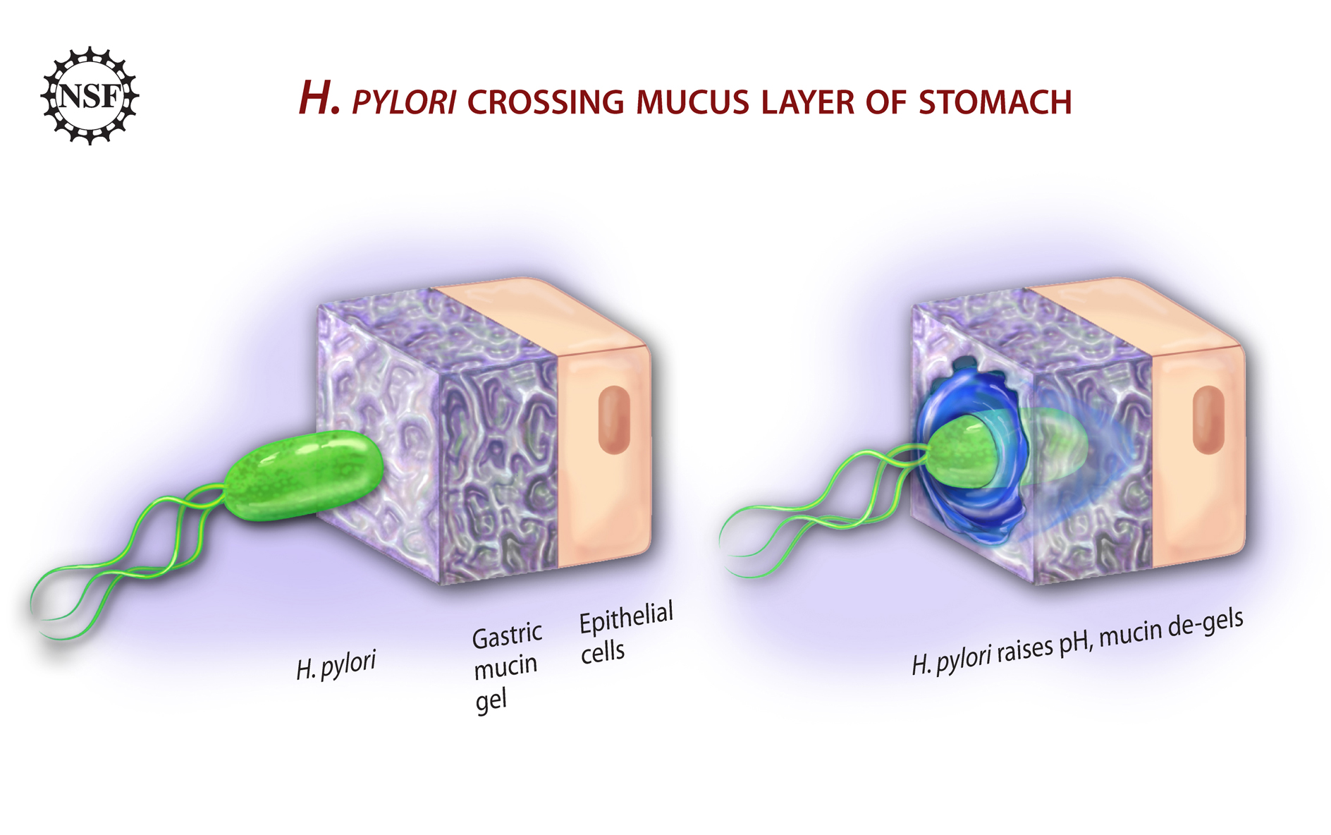 H. pylori atravesando la capa de moco gástrico