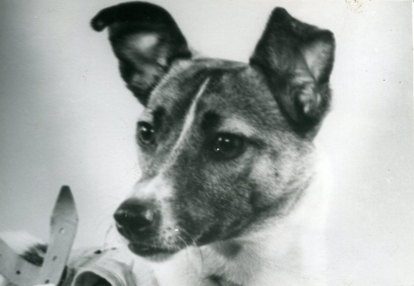 Laika, la perra del Sputnik 2