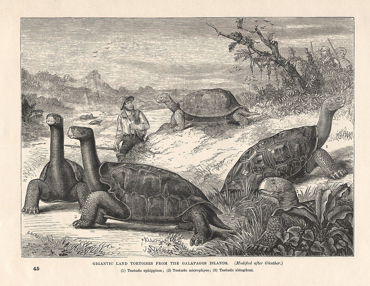 Tortugas gigantes de las Galápagos