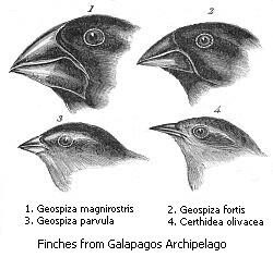 Darwin's Finches in Journal of Researches