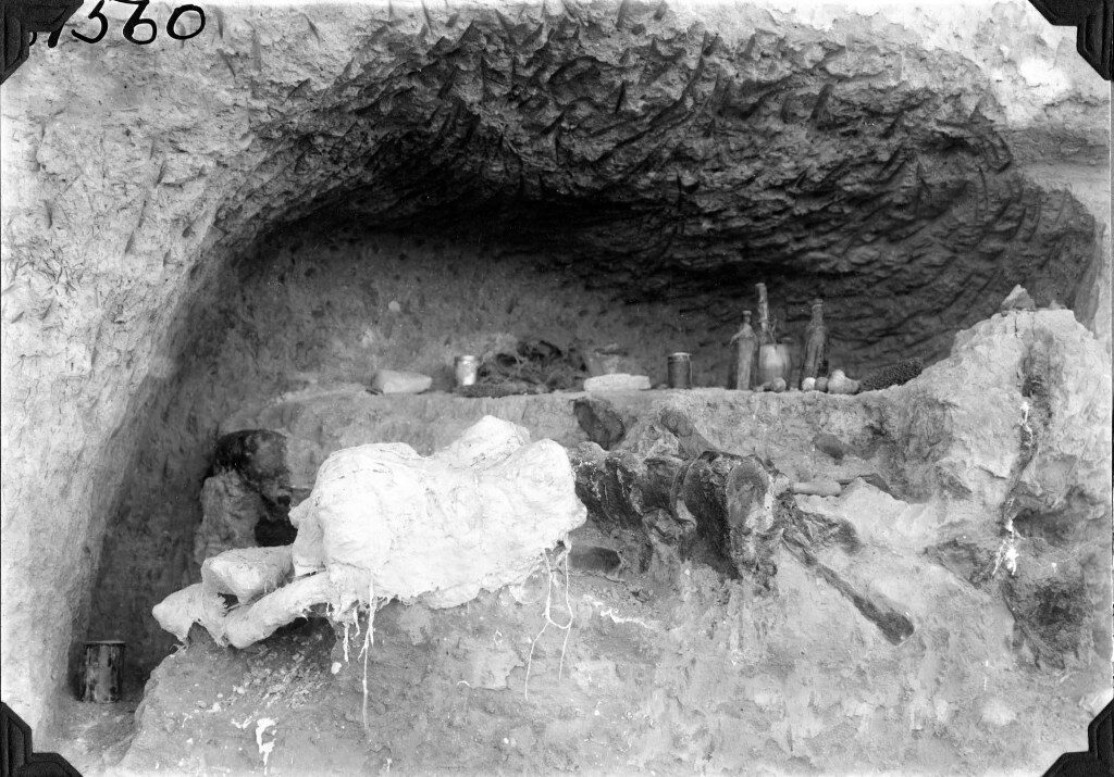 Excavación de fósiles de megaterio
