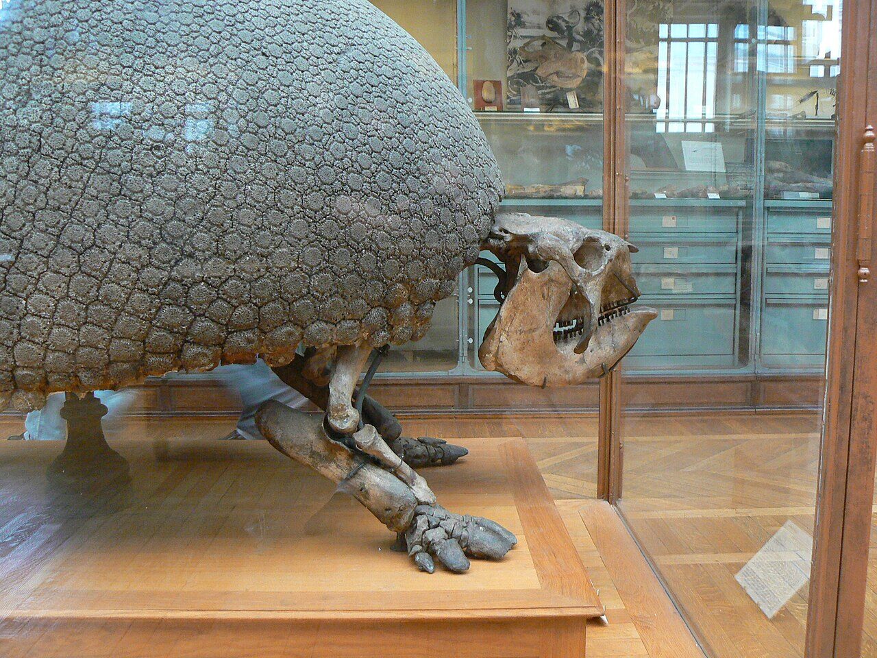 Esqueleto de Glyptodon asper