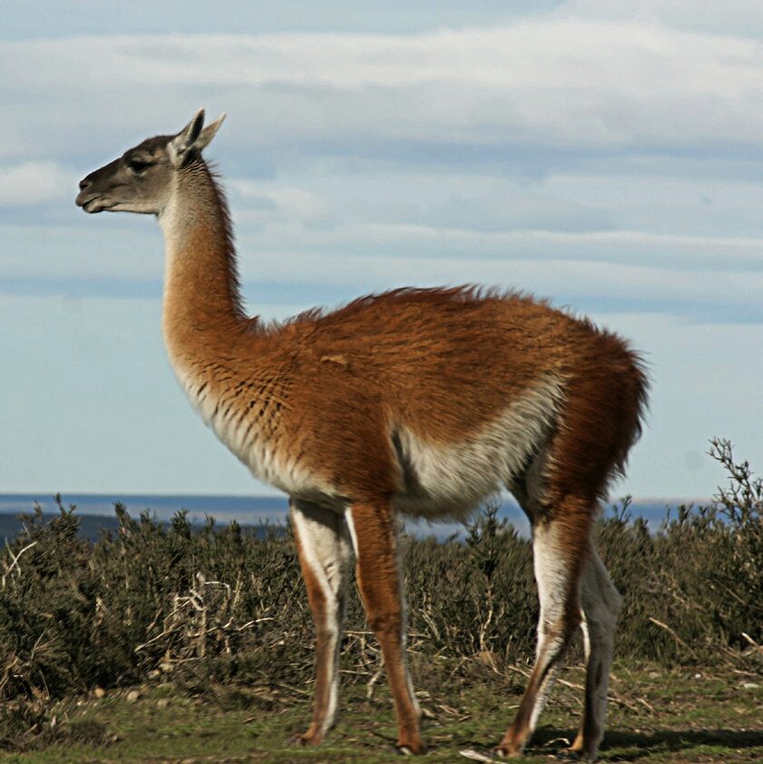 Guanaco in Patagonia