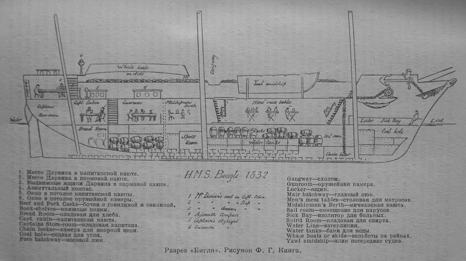 Longitudinal Section of HMS Beagle
