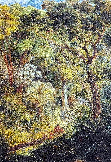 Giant Tree in the Brazilian Rainforest