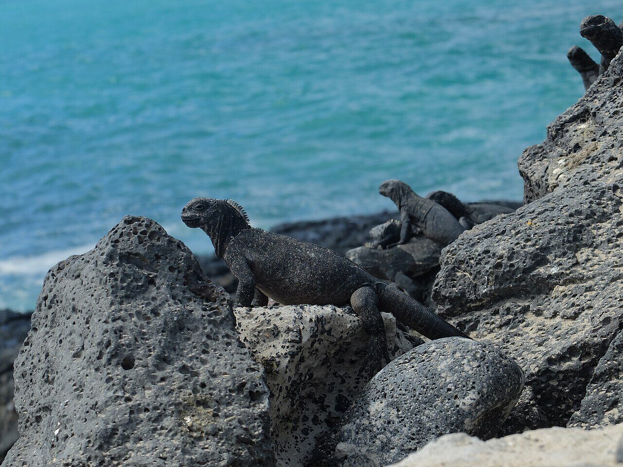 Marine Iguanas on Isabela Island