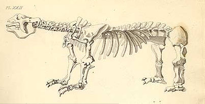 Esqueleto de Megatherium